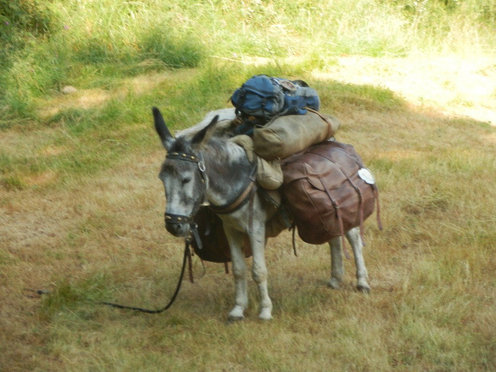 un insotitor mai...altfel...