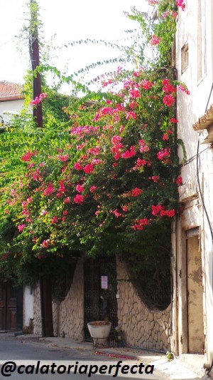 cum se numeste planta asta?leandru?