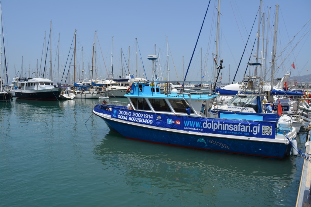 dolphin safari