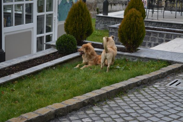 pregatiti de actiune