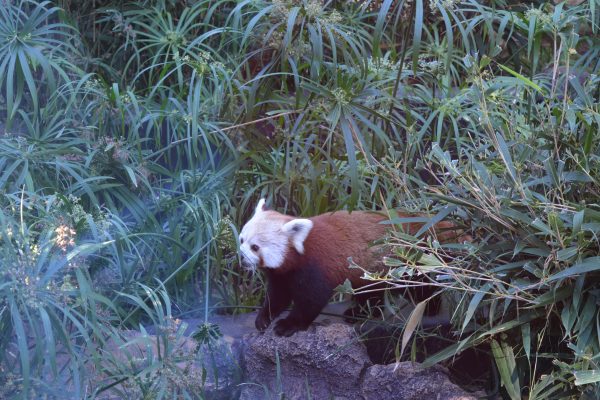 Panda Rosu