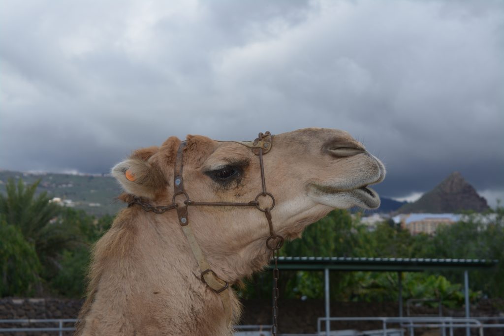 Camel park