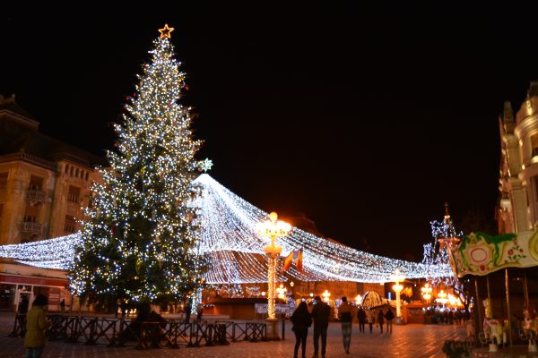 Bradul din piata