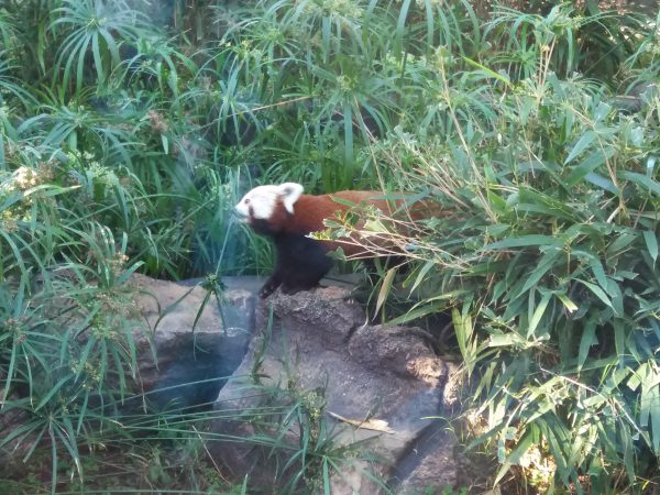 Panda rosu